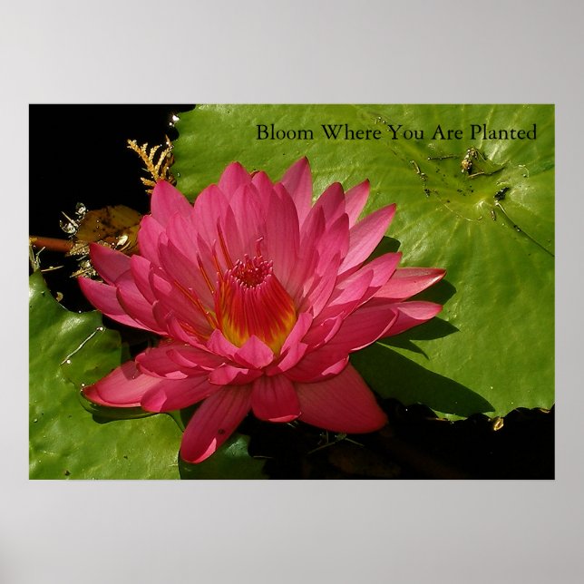 Bloom Poster (Framsidan)