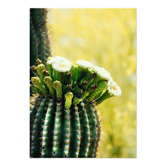 Bloomer av Saguaro Fototryck (Framsidan)