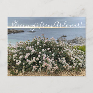 Bloomer från Asilomar: Sea Cliff Buckvete Vykort