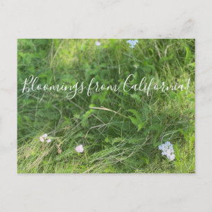 Bloomer från Kalifornien: Achillea millefolium Vykort