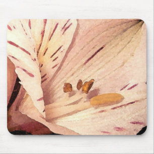 Blooming Alstroemeria Musmatta