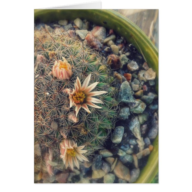 Blooming Cacti Hälsningskort (Framsidan)