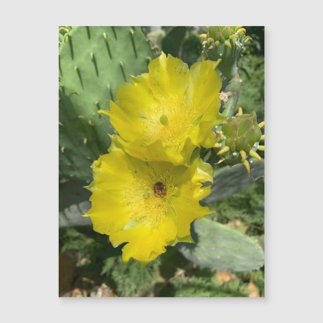 Blooming Cactus Flowers Magnet (Framsida)
