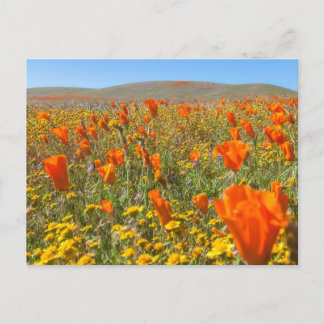 Blooming California Poppies Field in Spring Vykort