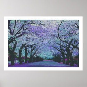 Blooming Cherry Blommars Tokyo, Japan Poster