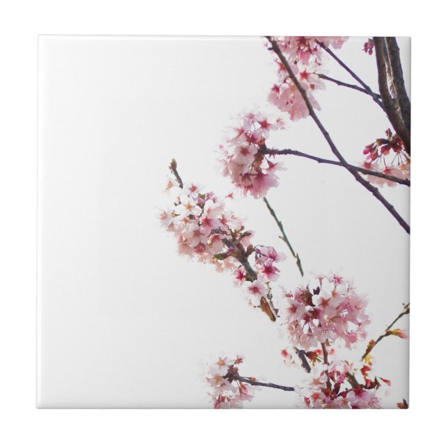 Blooming Cherry Träd Kakelplatta (Framsidan)