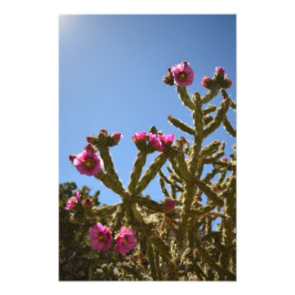 Blooming Cholla Cactus Flowers Fototryck