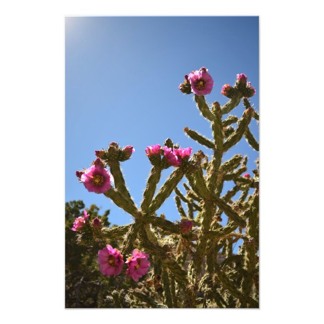 Blooming Cholla Cactus Flowers Fototryck (Framsidan)