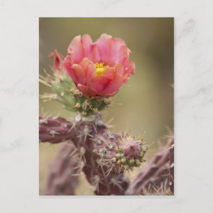 Blooming Cholla Cactus Vykort