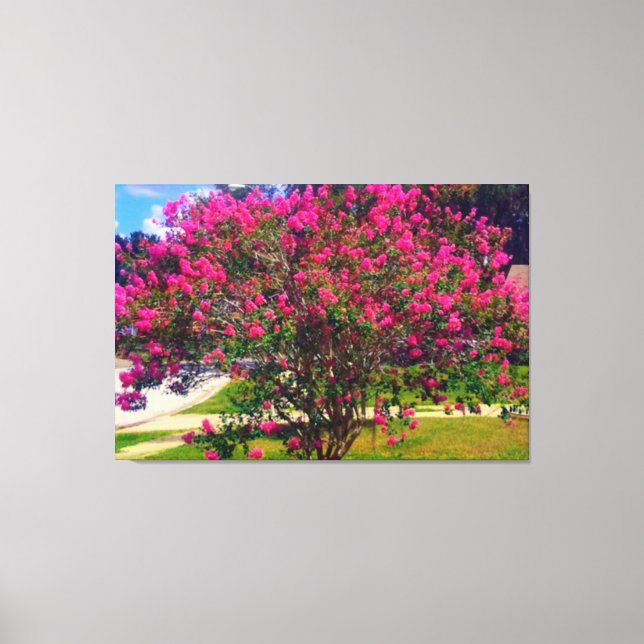 Blooming Crepe Myrtle Träd Canvastryck (Framsida)