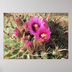 Blooming Djävulen Tunga Barrel Cactus Poster