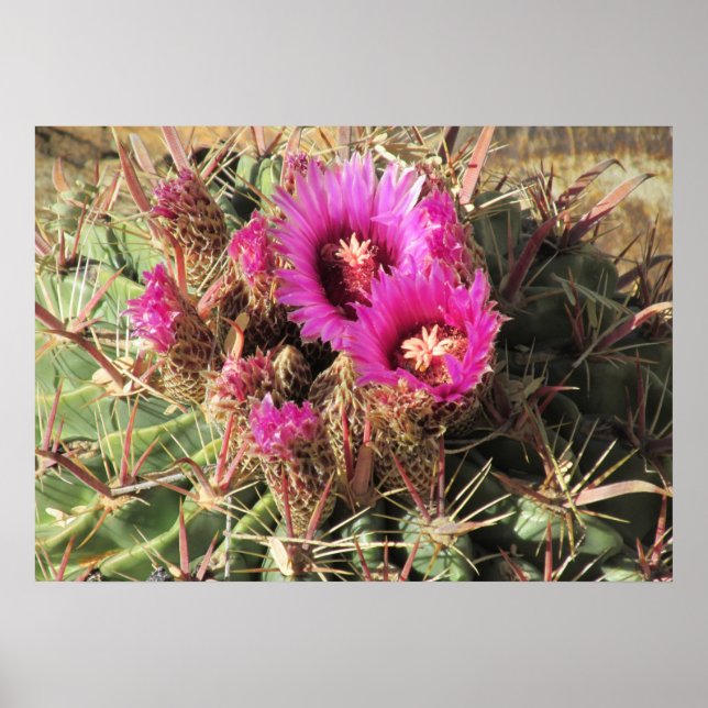 Blooming Djävulen Tunga Barrel Cactus Poster (Framsidan)