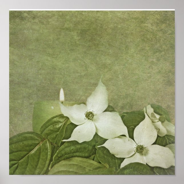 Blooming Dogwood Poster (Framsidan)