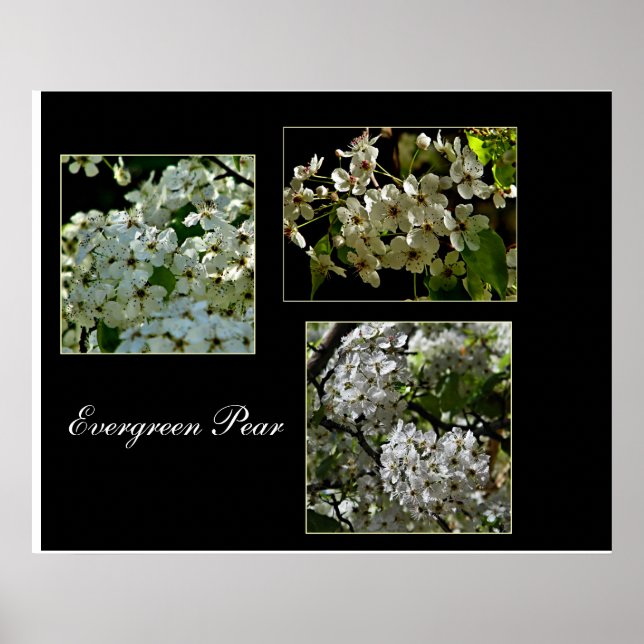Blooming Evergreen Pear-blommor. Poster (Framsidan)