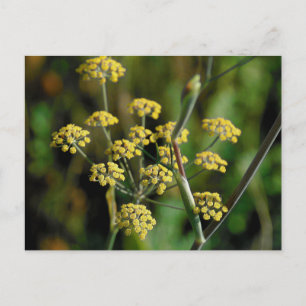 Blooming Fennel Vykort