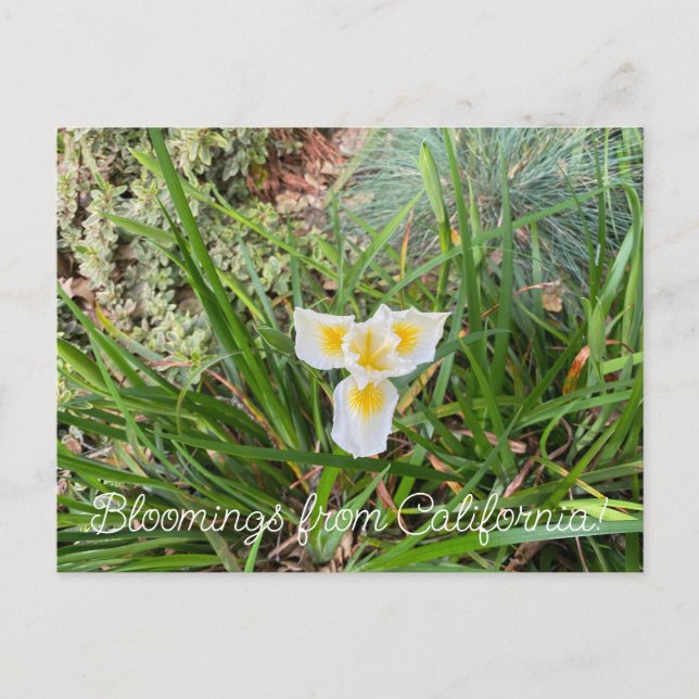 Blooming från Kalifornien: AprilSnow Douglas Iris Vykort (Framsida)