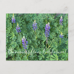 Blooming från Kalifornien: Arroyo Lupine Vykort