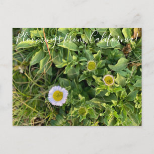 Blooming från Kalifornien: Beach Aster Postcard Vykort