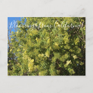 Blooming från Kalifornien: Black Elderber Postcard Vykort