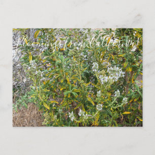 Blooming från Kalifornien: Black Sage Vykort