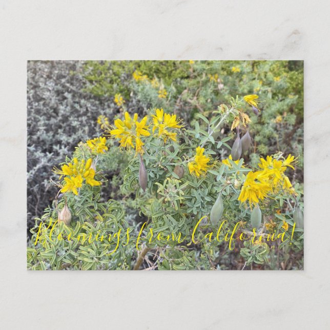 Blooming från Kalifornien: Bladderpod Postcard Vykort (Framsida)