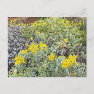 Blooming från Kalifornien: Bladderpod Vykort