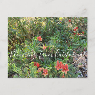 Blooming från Kalifornien: Bronze Monkey Flower Vykort