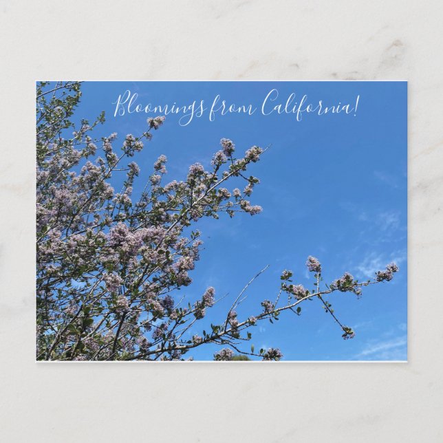 Blooming från Kalifornien: Buck-pensel Vykort (Framsida)