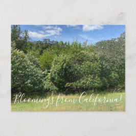 Blooming från Kalifornien: Buckeyes Vykort
