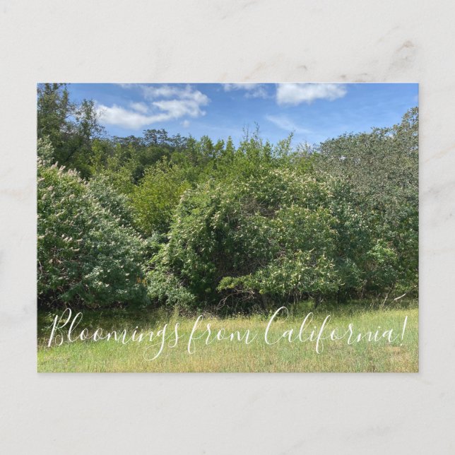 Blooming från Kalifornien: Buckeyes Vykort (Framsida)