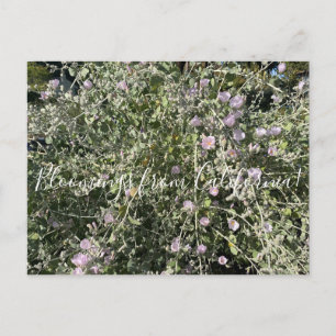Blooming från Kalifornien: Bush Mallow Postcard Vykort