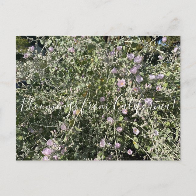 Blooming från Kalifornien: Bush Mallow Postcard Vykort (Framsida)