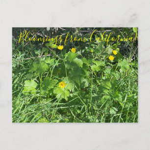 Blooming från Kalifornien: Buttercups Vykort