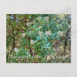 Blooming från Kalifornien: California Holly Postca Vykort