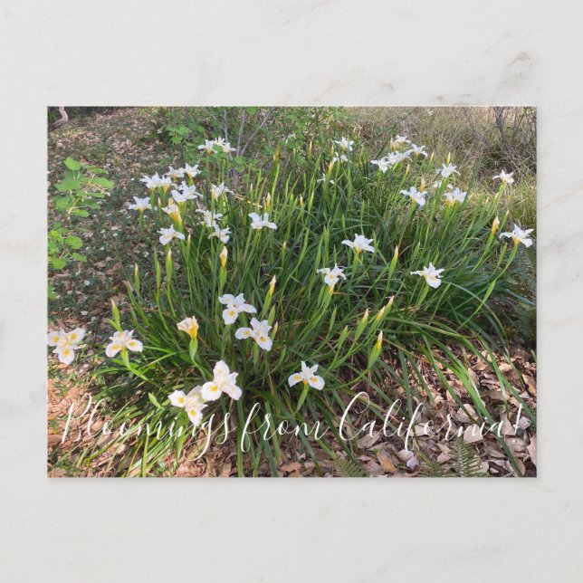 Blooming från Kalifornien: Canyon Snö Iris Postca Vykort (Framsida)