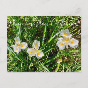 Blooming från Kalifornien: Canyon Snö Iris Vykort