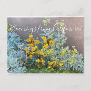 Blooming från Kalifornien: Catalina Silverlace Vykort