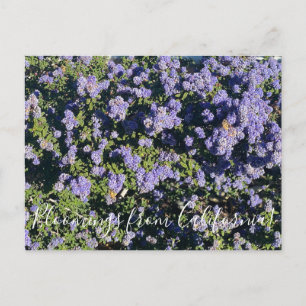 Blooming från Kalifornien: Ceanothus Mörk Star Vykort