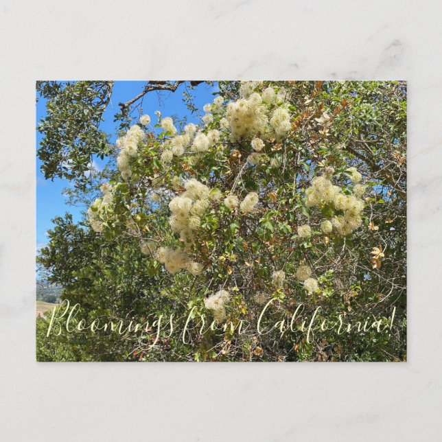 Blooming från Kalifornien: Chaparral Clematis Vykort (Framsida)