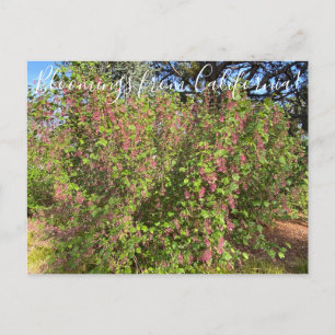 Blooming från Kalifornien: Chaparral Currant Vykort
