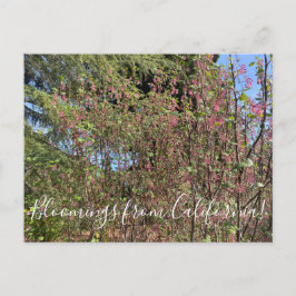 Blooming från Kalifornien: Chaparral Currant Vykort