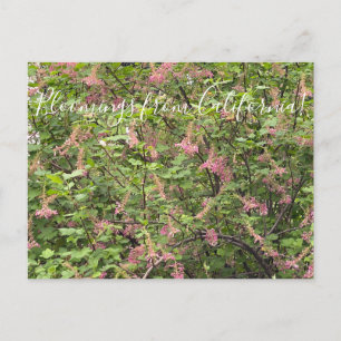 Blooming från Kalifornien: Chaparral Currant Vykort