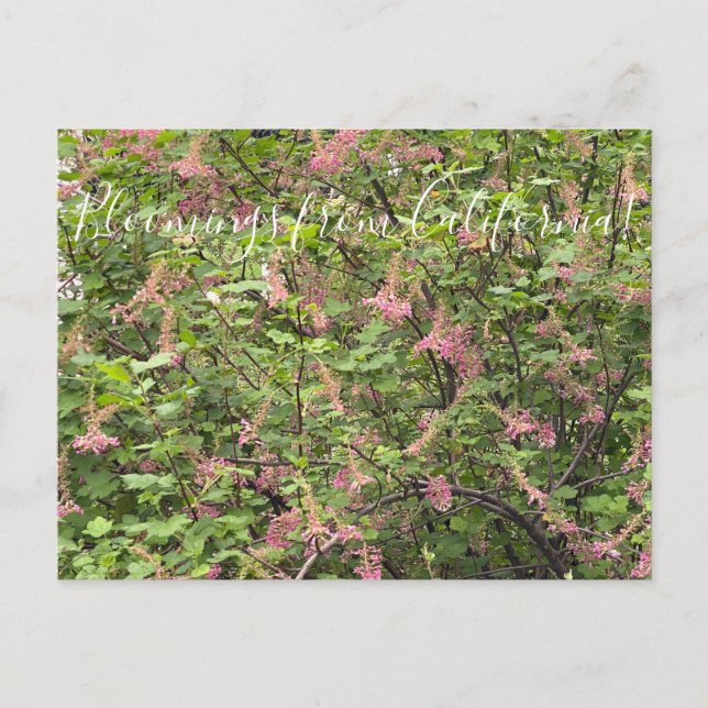 Blooming från Kalifornien: Chaparral Currant Vykort (Framsida)