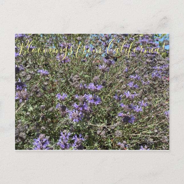 Blooming från Kalifornien: Cleveland Sage Vykort (Framsida)