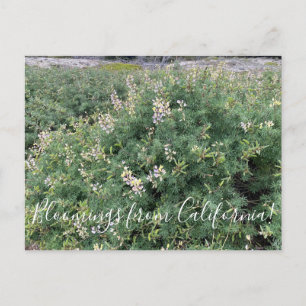 Blooming från Kalifornien: Coastal Bush Lupine Vykort