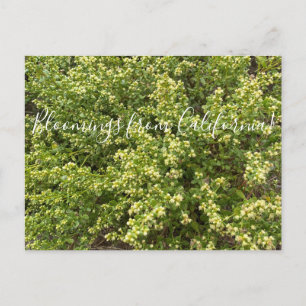 Blooming från Kalifornien: Coyote Bush Vykort