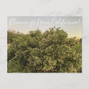 Blooming från Kalifornien: Coyote Bush Vykort