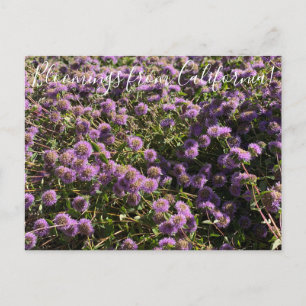 Blooming från Kalifornien: Coyote Mint Vykort