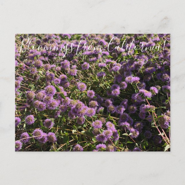 Blooming från Kalifornien: Coyote Mint Vykort (Framsida)