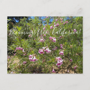 Blooming från Kalifornien: Desert Willow Postcard Vykort